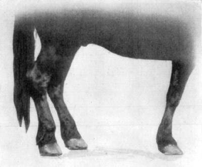 Fig. 20—Contraction of the superficial digital flexor
tendon (perforatus) of the right hind leg, due to tendinitis.
