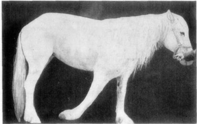 Fig. 22—A chronic case of contraction of both flexor
tendons of the phalanges. In this case (presented at a clinic of the
Kansas City Veterinary College) because of long continued contraction of
the flexors, which prevented weight being supported with any degree of
comfort, there resulted a partial paralysis of the extensors, and
consequently the extremity was dragged on the ground.