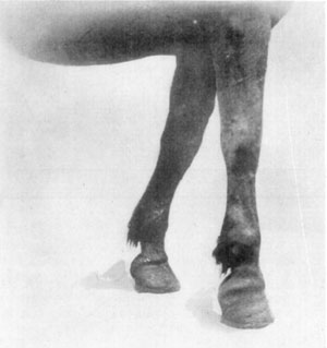 Fig. 24—Contraction of superficial digital flexor and
slight contraction of deep flexor tendon. Fig. 24—Contraction of superficial digital flexor and
slight contraction of deep flexor tendon.