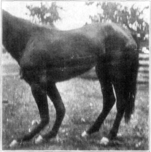 Fig. 26—Extreme dorsal flexion said to have resulted
from an attack of distemper. From Amer. J'n'l. Vet. Med., Vol. XI, No. 4.