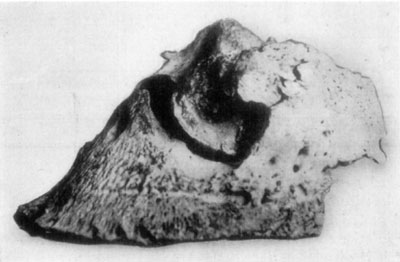 Fig. 31—Ringbone and sidebone.