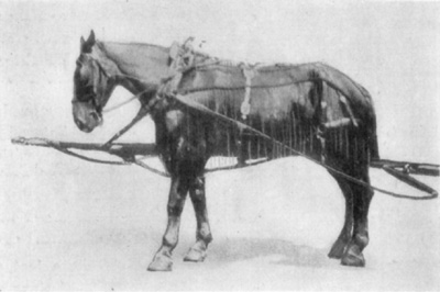 Fig. 32—''Pointing''—the position assumed by horse having
unilateral navicular disease.