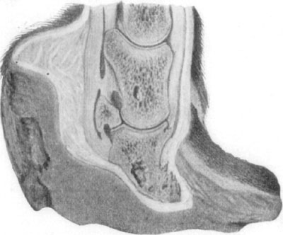 Fig. 34—Showing the effects of laminitis. By permission,
from Merillat's ''Veterinary Surgical Operations.''