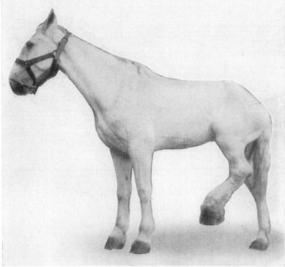 Fig. 38—Chronic quittor, left hind foot. Showing
position assumed because of painfulness of the affection.
