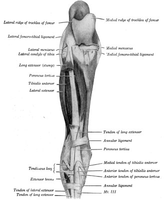 Fig. 41—Muscles of right leg; front view. The greater
part of the long extensor has been removed. 1, 2, 3. Stumps of patellar
ligaments. 4. Tuberosity of tibia. (From Sisson's ''Anatomy of the
Domestic Animals.'')