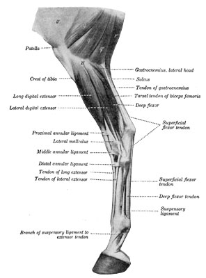 Fig. 42—Muscles of lower part of thigh, leg and foot;
lateral view, o', Fascia lata; q, q', q'', biceps femoris; r,
semitendinosus; 21', lateral condyle of tibia. The extensor brevis is
visible in the angle between the long and lateral extensor tendons.
(After Ellenberger-Baum, Anat. für Künstler.) (From Sisson's ''Anatomy of
the Domestic Animals.'')