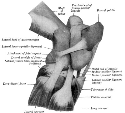 Fig. 43—Right stifle joint; lateral view. The
femoro-patellar capsule was filled with plaster-of-Paris and then
removed after the cast was set. The femoro-tibial capsule and most of
the lateral patellar ligament are removed. M. Lateral meniscus. (From
Sisson's ''Anatomy of the Domestic Animals.'')
