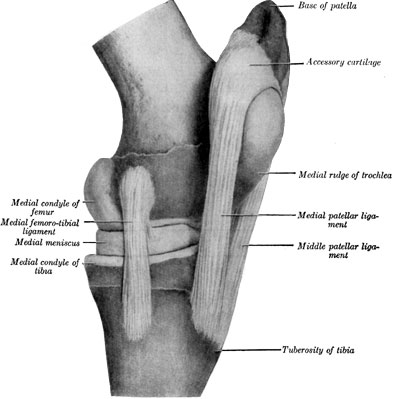 Fig. 44—Left stifle joint; medial view. The capsules are
removed. (From Sisson's ''Anatomy of the Domestic Animals.'')