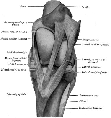 Fig. 45—Left stifle joint; front view. The capsules are
removed. 1. Middle patellar ligament. 2. Stump of fascia lata. 3. Stump
of common tendon of extensor longus and peroneus tertius. (From Sisson's
''Anatomy of Domestic Animals.'')