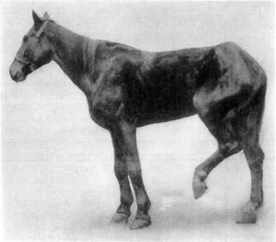 Fig. 51—Gonitis. Showing position assumed in such cases
because of pain occasioned. Photo by Dr. C.A. McKillip.