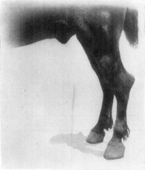 Fig. 60—''Capped hock.'' Distension of the bursa over the
summit of the os calcis. Fig. 60—''Capped hock.'' Distension of the bursa over the
summit of the os calcis.