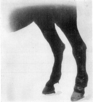 Fig. 61—Chronic lymphangitis. Showing hypertrophy of the
left hind leg, due to repeated inflammation.
