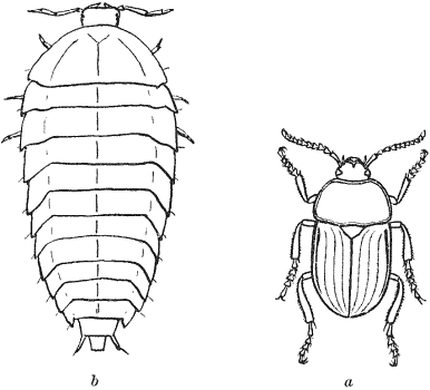 Carrion-beetle (Silpha) and larva.