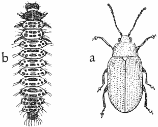 Willow-beetle (Phyllodecta vulgatissima) and larva.