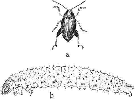 Cabbage-beetle (Psylliodes chrysocephala) and larva.