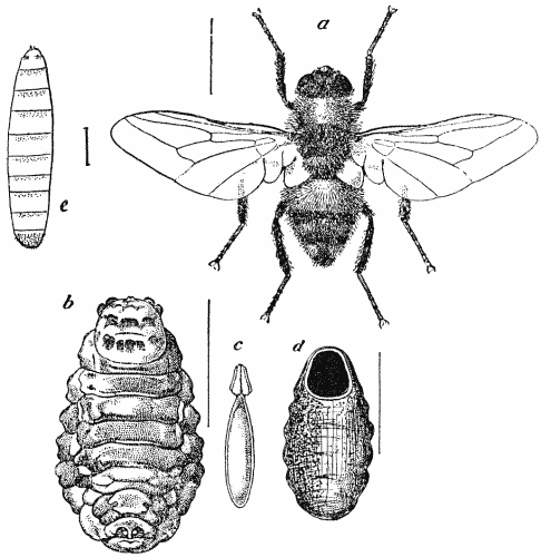 Ox Warble-fly (Hypoderma bovis) with egg, larva, and puparium.