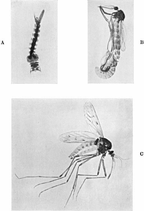 Frontispiece. Stages in the Transformations of a Gnat.