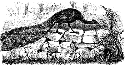 A PEACOCK A PEACOCK