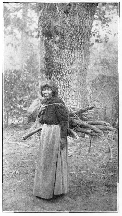 Photo of a Wood Gatherer