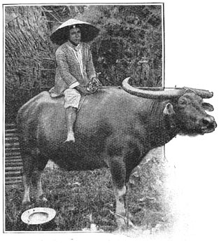 Philippijnsche buffel of carabao.