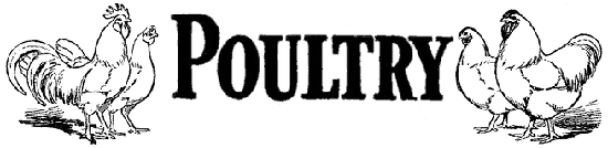 POULTRY HEADER POULTRY HEADER