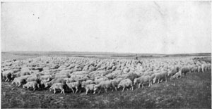 Montana Sheep.