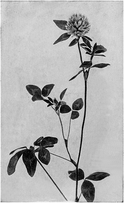 Fig. 80.