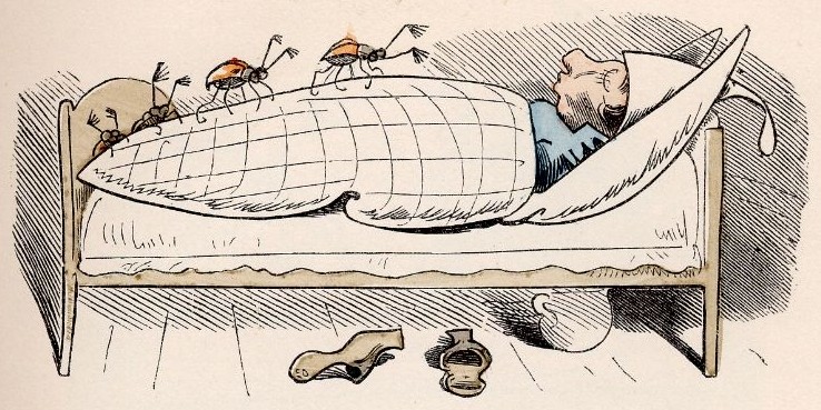 Die Käfer Die Käfer