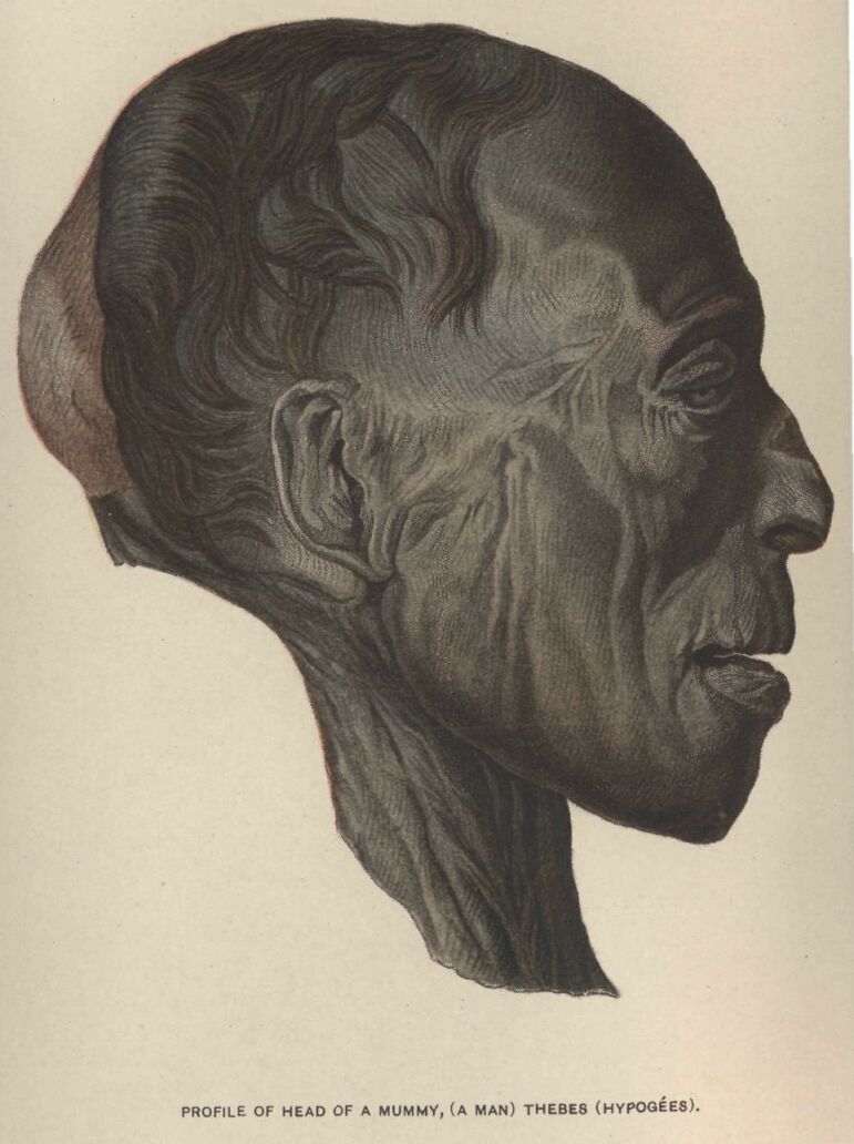 176b.jpg Profile of Head Of a Mummy, (a Man) Thebes 