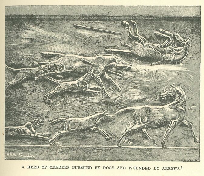035.jpg a Herd of Onagers Pursued by Dogs and Wounded By Arrows. 