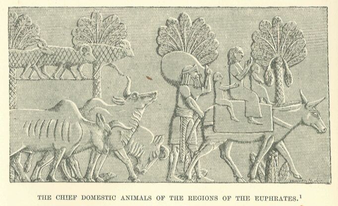 036.jpg the Chief Domestic Animals Op The Regions of The Euphrates. 