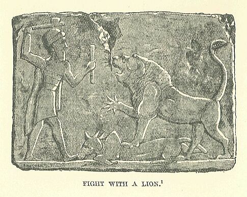 330.jpg Fight With a Lion 