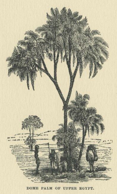 184.jpg Dome Palm of Upper Egypt 
