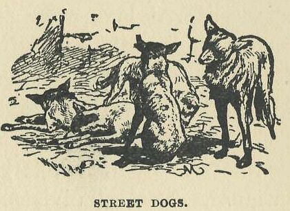 097.jpg Street Dogs 