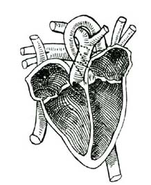 THE INSIDE OF THE HEART.