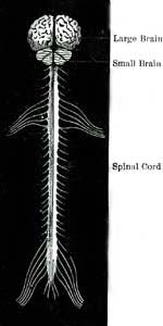 BRAIN AND SPINAL CORD.