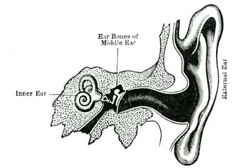 THE INSIDE OF THE EAR.