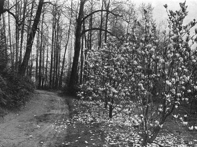 The magnolias below at the road-bend.