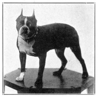 A modern-looking male Boston Terrier
