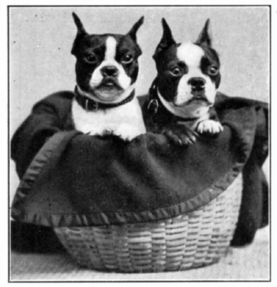 Two Boston terriers in a wicker basket