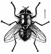 Fig. 2.--One of the green-bottle flies (Lucilia caesar). Much enlarged.