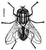 Fig. 3.--The true house fly.
Enlarged.