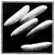 Fig. 5.--Eggs of the house fly. Highly
magnified. (Newstead.)