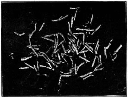 Fig. 6.--Larvæ , or maggots, of the house fly.
 About natural size. (Newstead.)