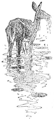 Hert in het water staand.