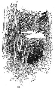 Hert, van achteren gezien, in het bos.
