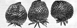 New varieties of strawberries originated at the Minnesota
State Fruit-Breeding Farm.