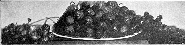 Everbearing strawberries, No. 1017. Minnesota State
Fruit-Breeding Farm. Gathered October 12, 1915.