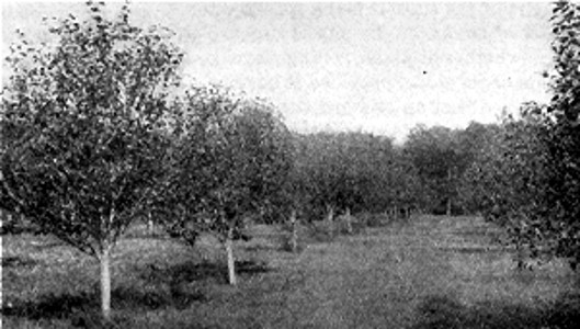 Down the long row. View in well cared for orchard of J. M.
Barclay, Madison Lake.