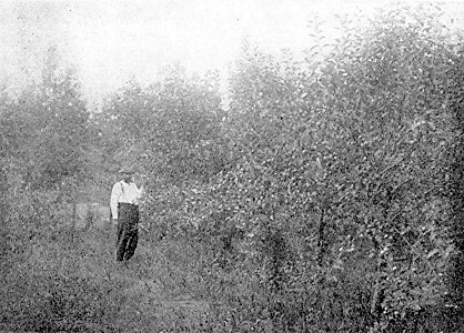 Jas. Arrowood in his trial orchard, at Nevis, in Northern
Minnesota.